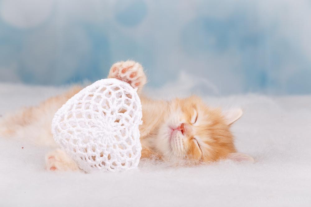 Почему кошка много спит: причины и норма или симптом болезни