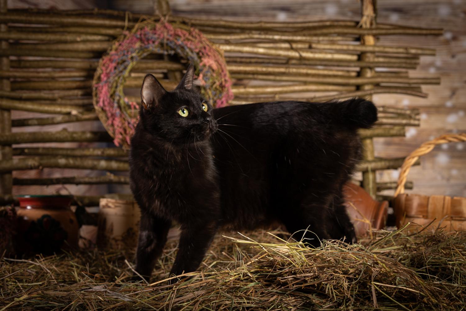 Кот курильский бобтейл