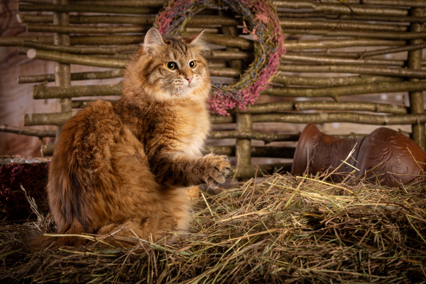 Кошка