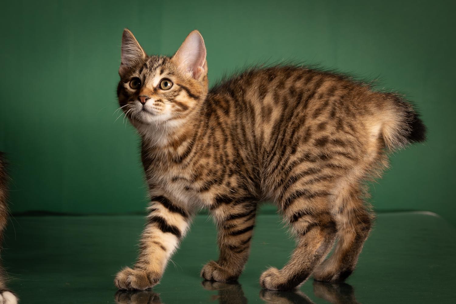 Котенок